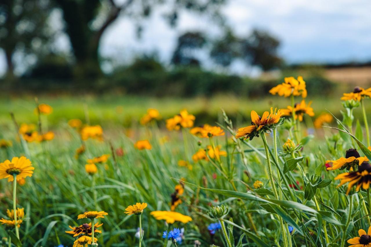Andrus - Mayflower Meadow Brandesburton Dış mekan fotoğraf